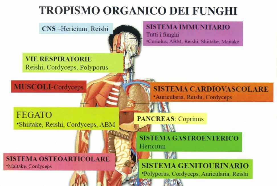 tropismo-organico-funghi